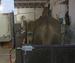 quipements du boxe de surveillance infirmier pour chevaux